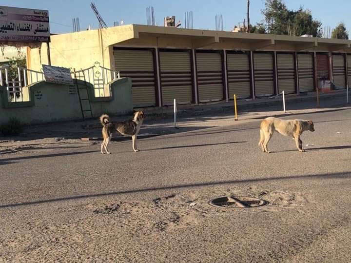 نينوى تسجل أكثر من 300 إصابة شهريا بعضات الكلاب الضالة
