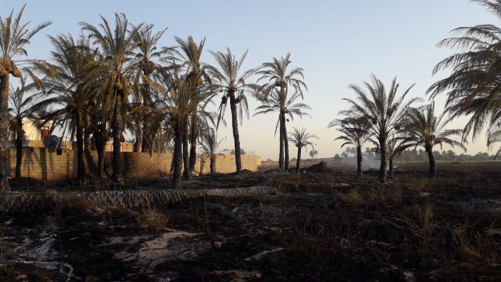 حريق يلتهم أكثر من 100 دونم من البساتين في ديالى