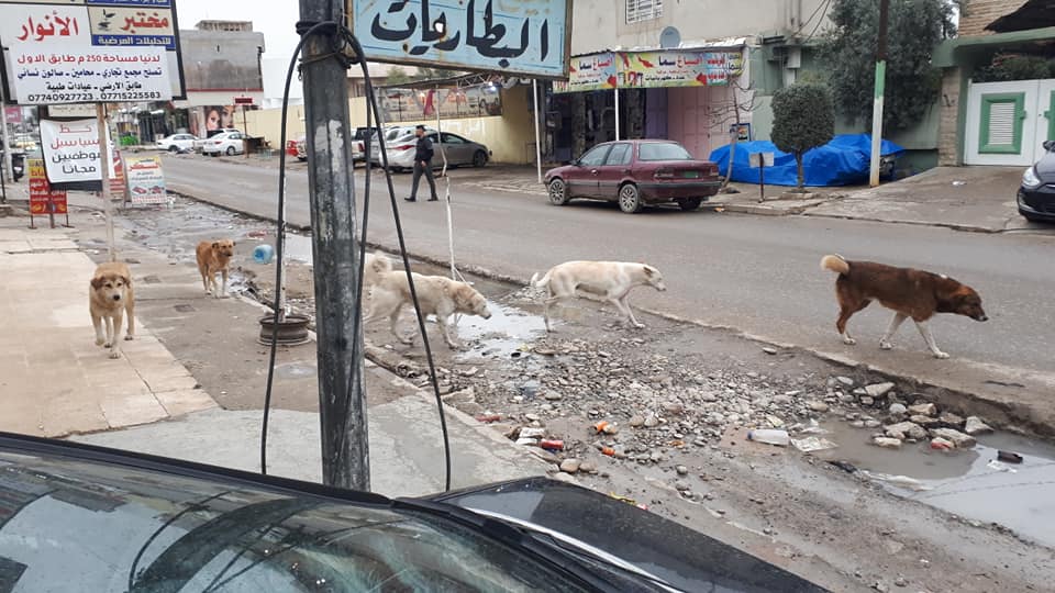 وفاة طفلة في الموصل جراء إصابتها بعضة كلب
